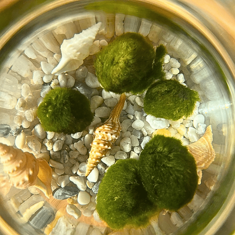 Ball Moss - Imagen 4