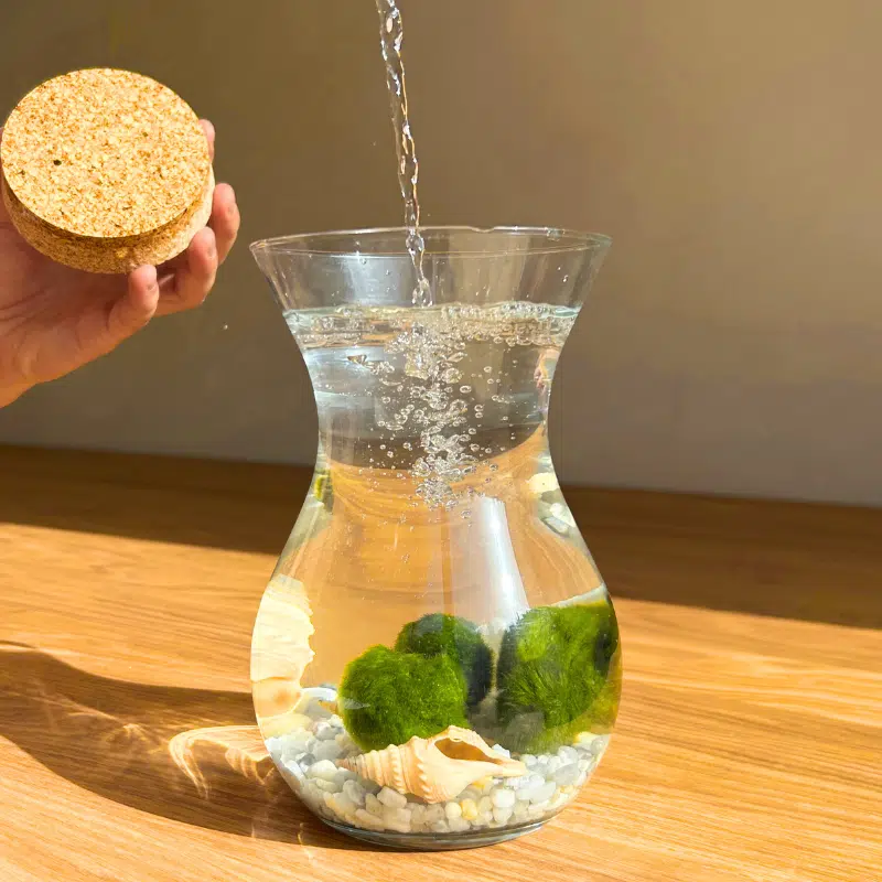 Ball Moss - Imagen 4