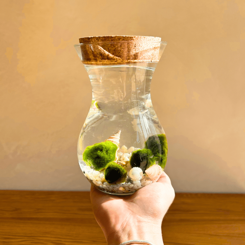 Ball Moss - Imagen 6