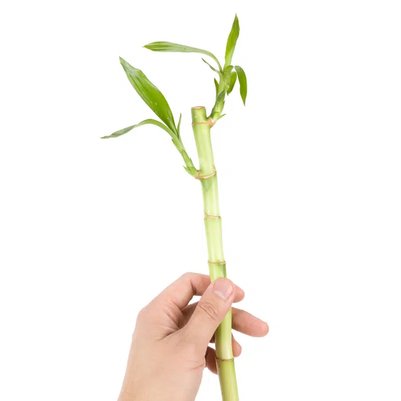 Bambú de la suerte - Imagen 2