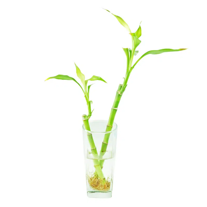 Bambú de la suerte - Imagen 3