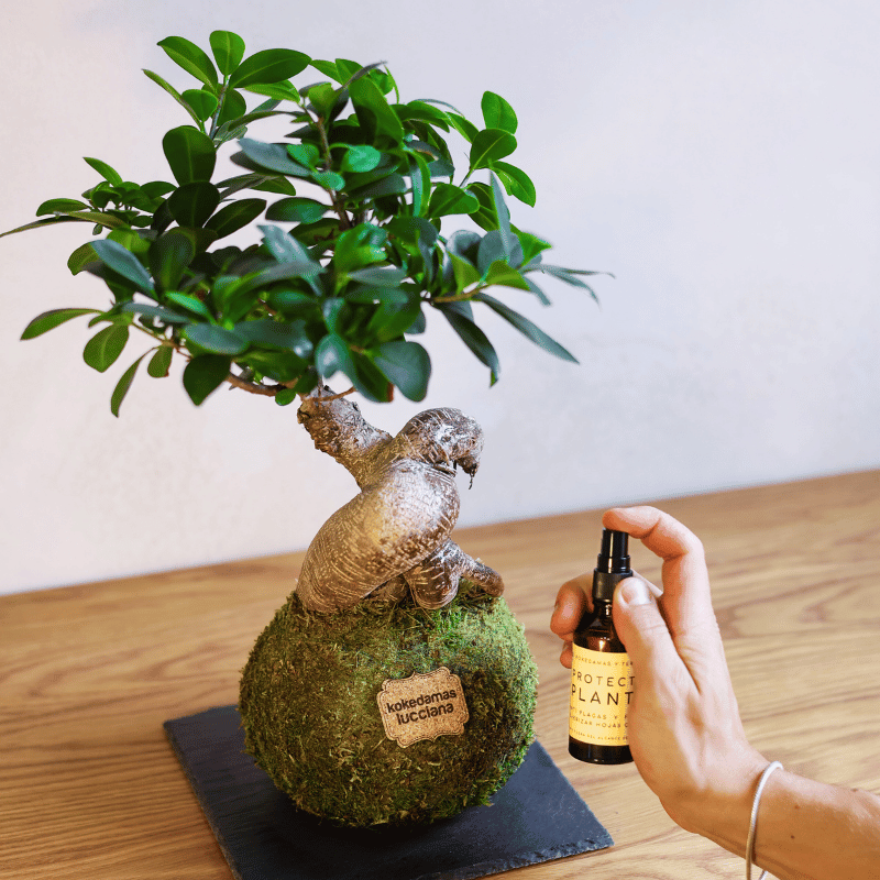 Pack Care Kokedama - Imagen 5