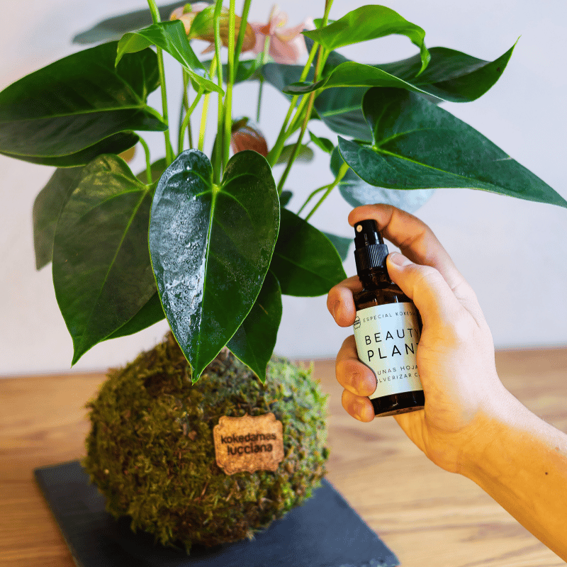 Beauty Plant - Imagen 3