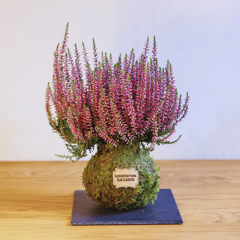 Kokedama Calluna - Imagen 2