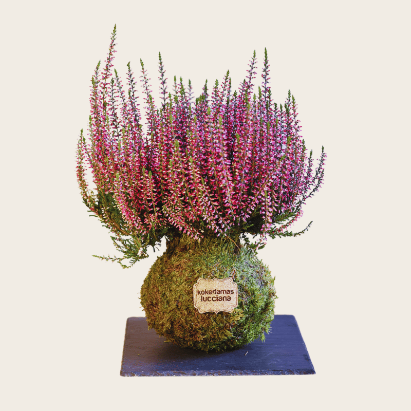 Kokedama Calluna