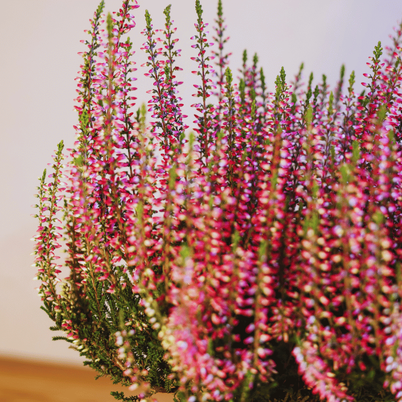 Kokedama Calluna - Imagen 5