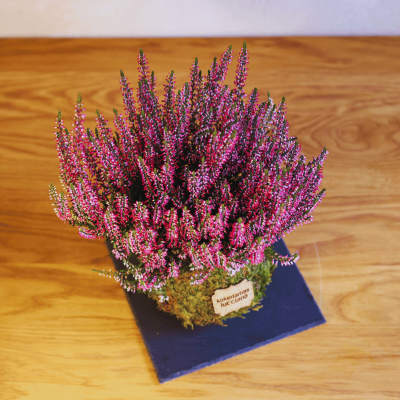 Kokedama Calluna - Imagen 3