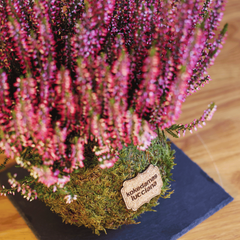 Kokedama Calluna - Imagen 4