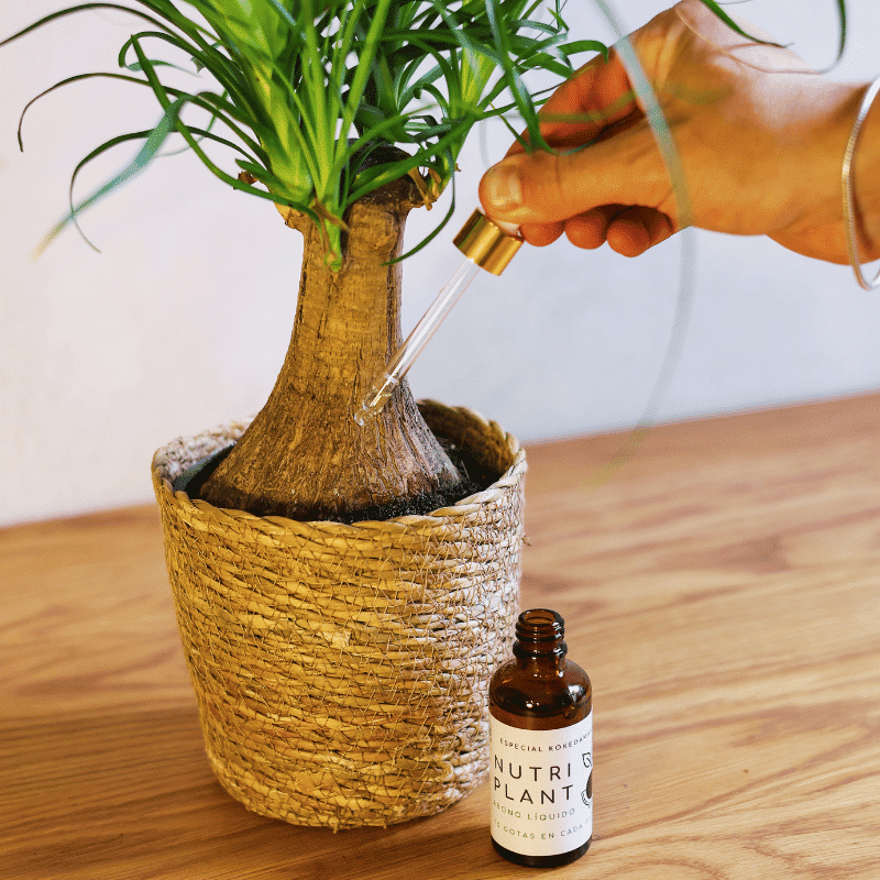 Pack Care Kokedama - Imagen 6