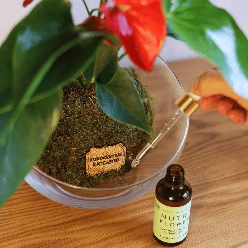 Nutri Flower - Imagen 4