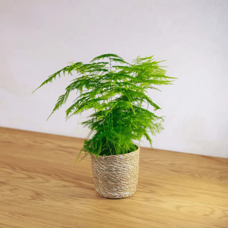 Esparraguera - Imagen 2