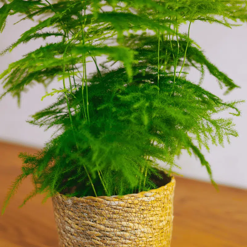 Esparraguera - Imagen 3