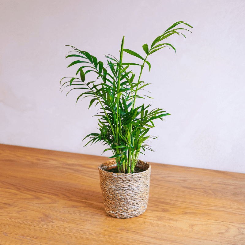 Palmera - Imagen 2