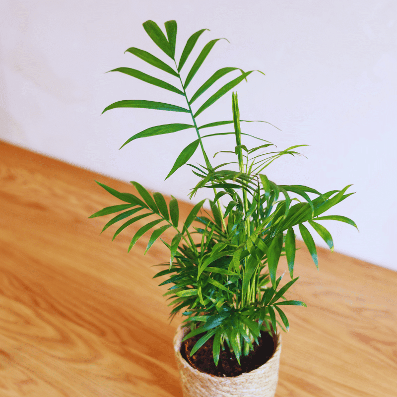 Palmera - Imagen 3