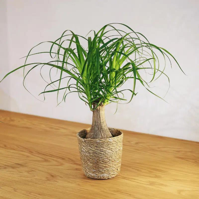 Beaucarnea - Imagen 2