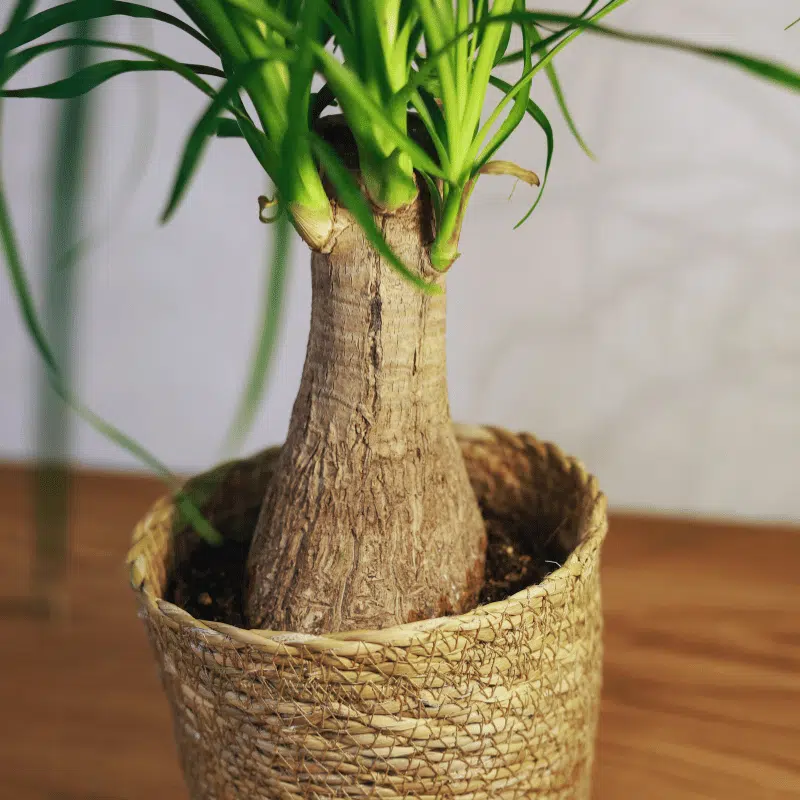 Beaucarnea - Imagen 3