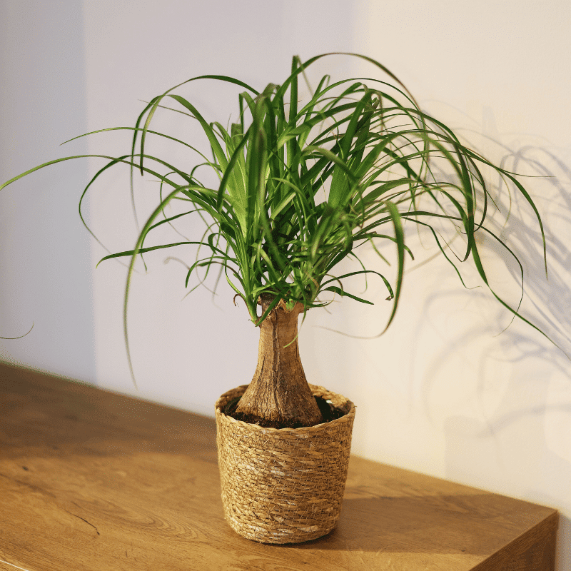 Beaucarnea