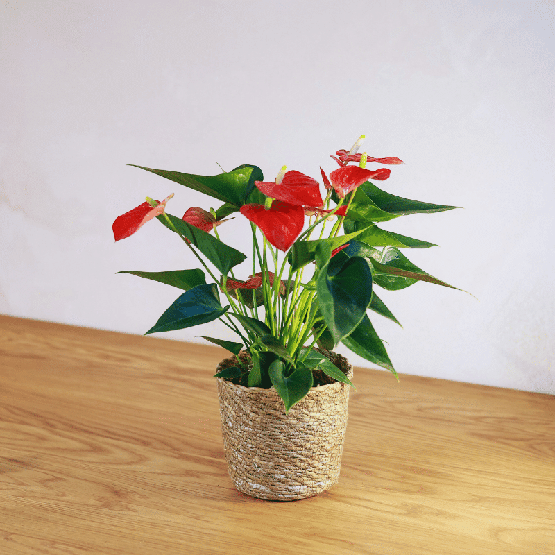 Anturio - Imagen 2
