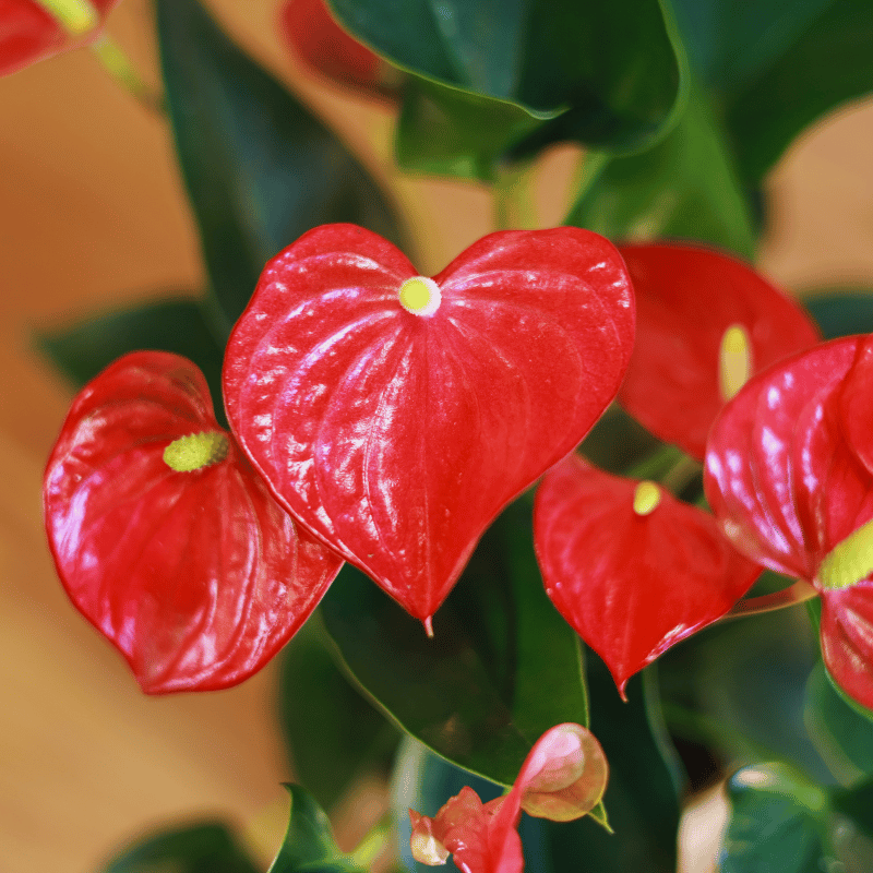 Anturio - Imagen 4