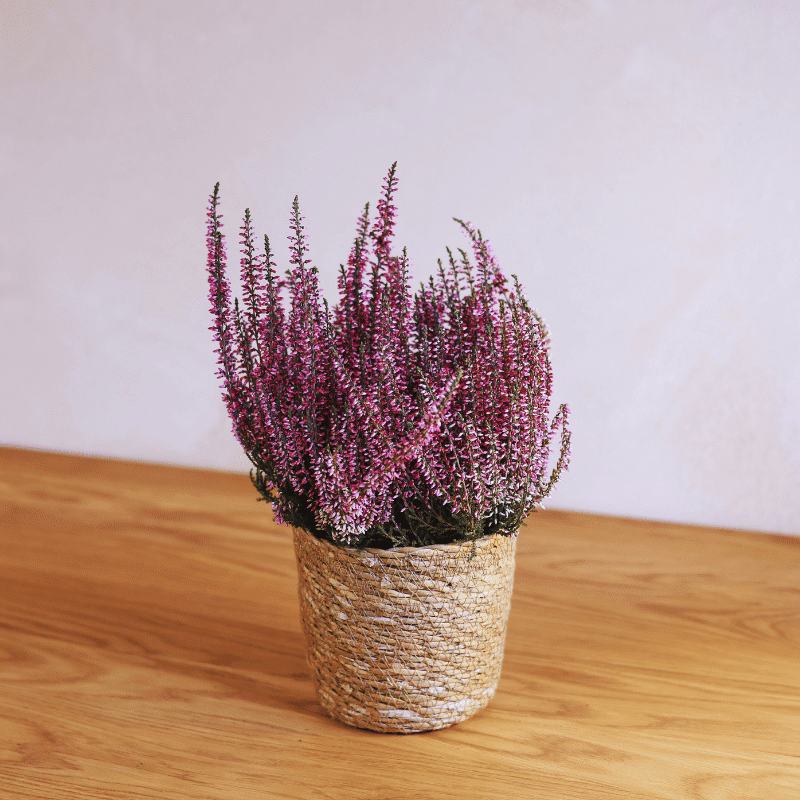 Calluna - Imagen 2