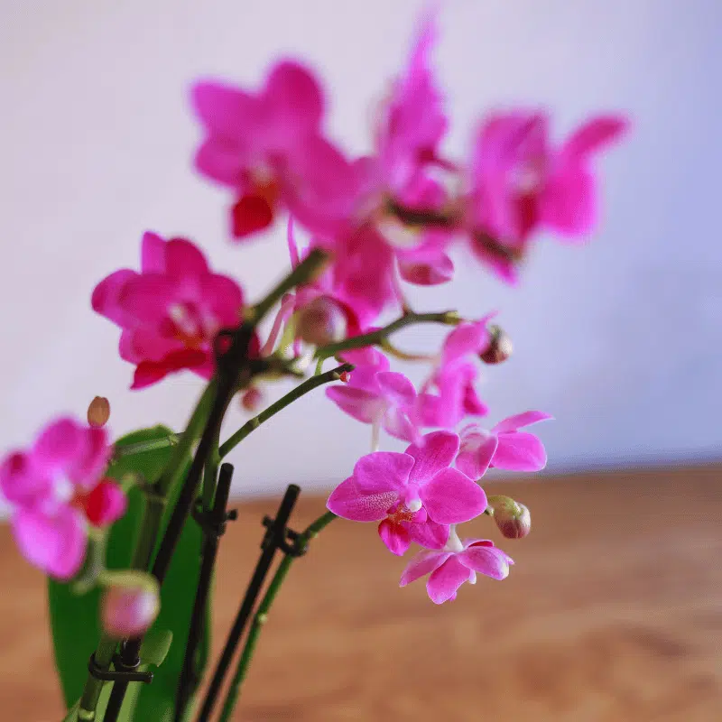 Orquídea - Imagen 5