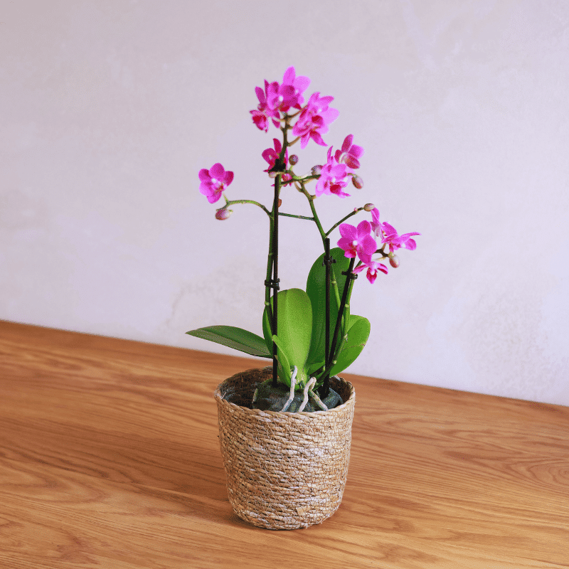 Orquídea - Imagen 3