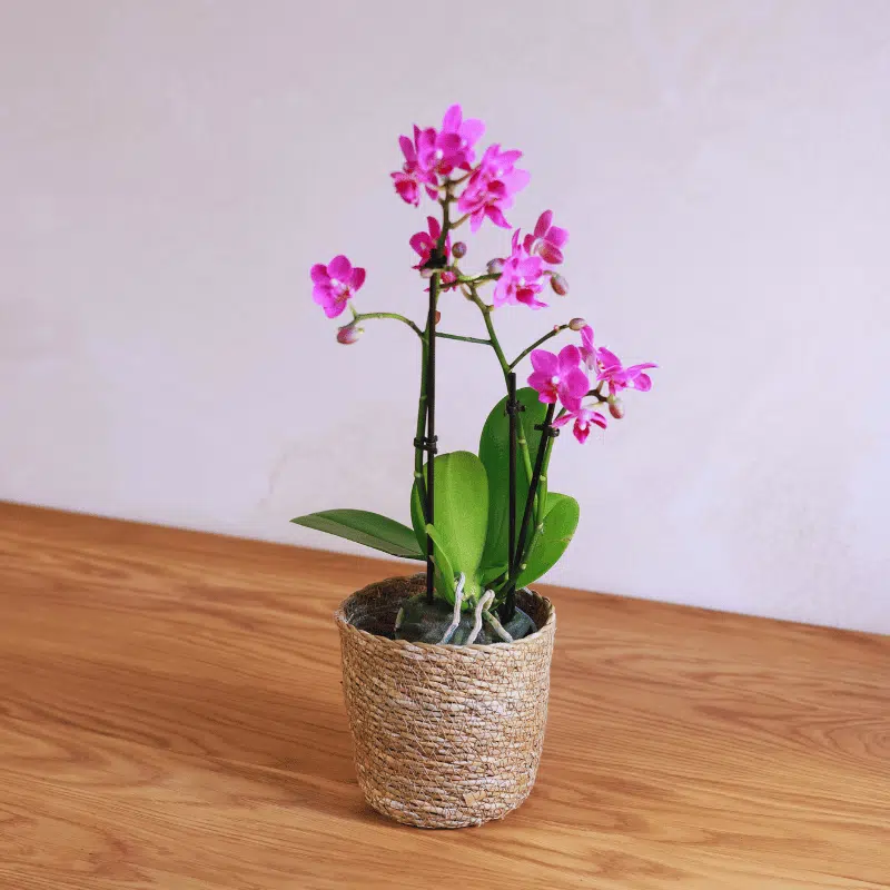 Orquídea - Imagen 3