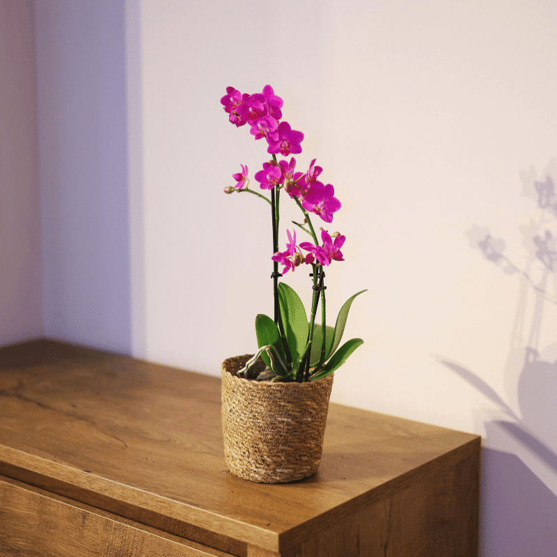 Orquídea