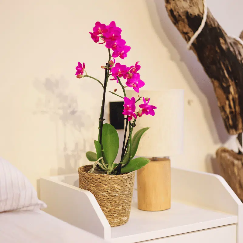 Orquídea - Imagen 2