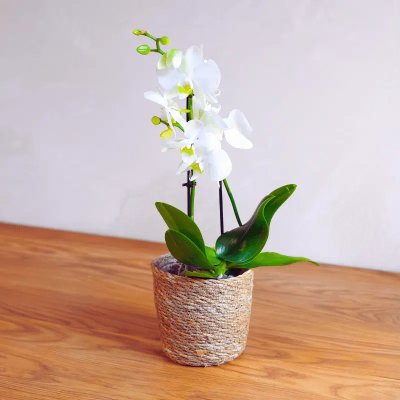 Orquídea - Imagen 4