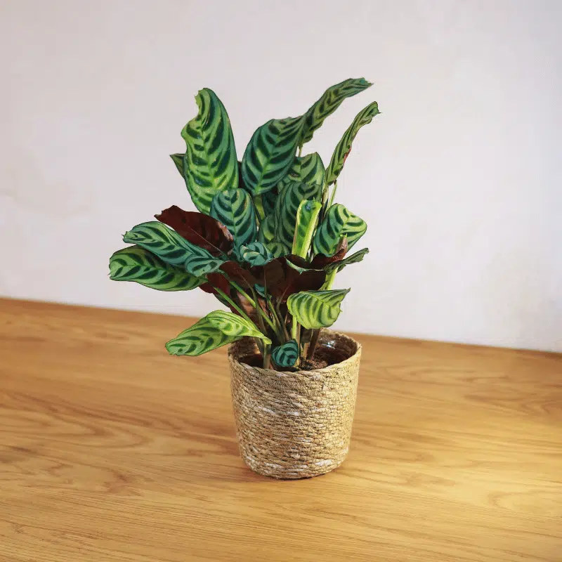 Calathea - Imagen 2