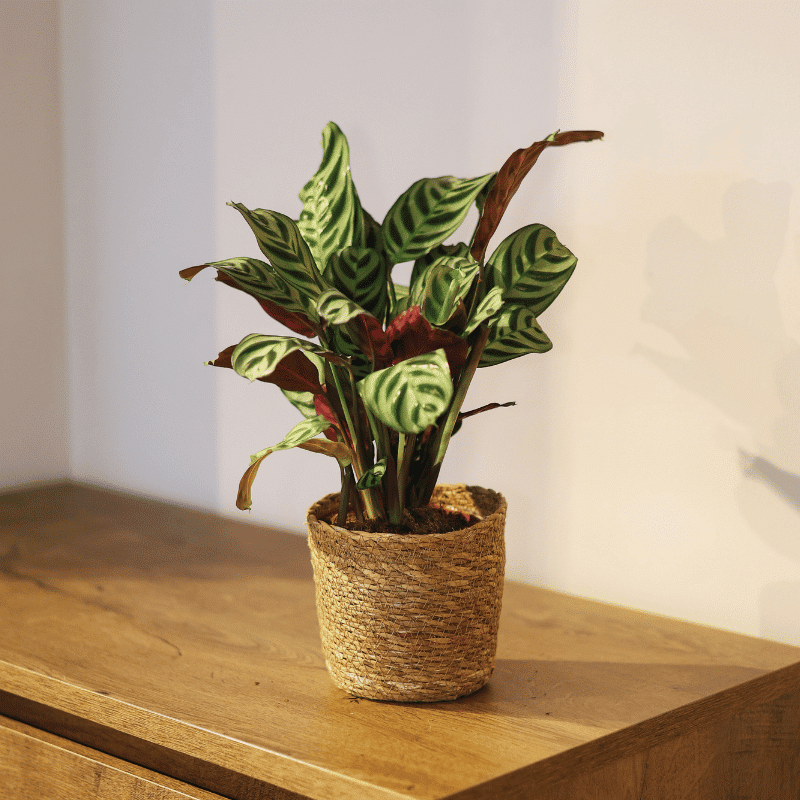 Calathea