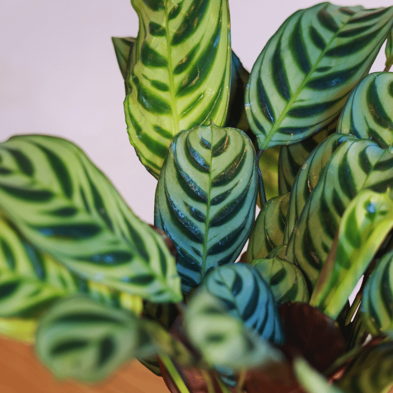 Calathea - Imagen 4