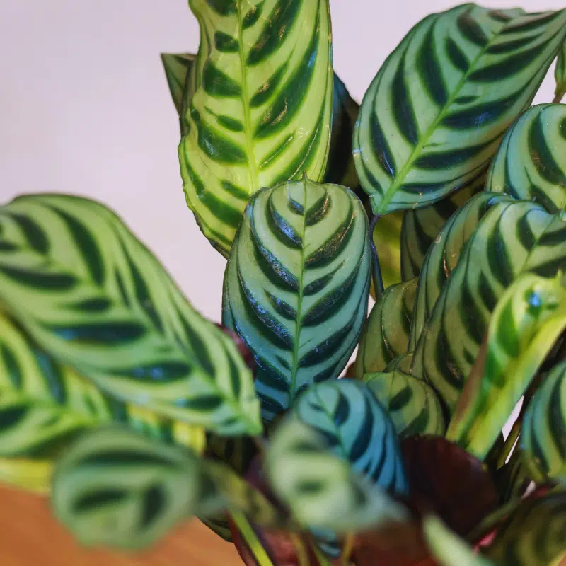 Kokedama Calathea - Imagen 5