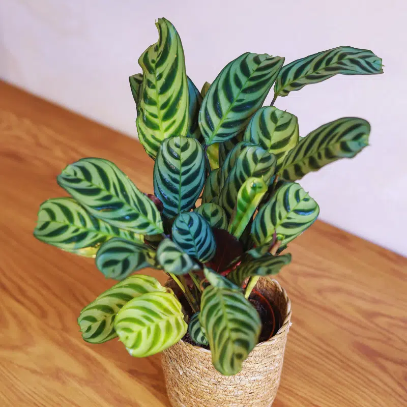 Calathea - Imagen 3