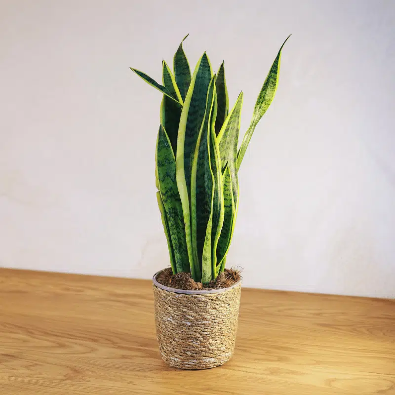 Sansevieria - Imagen 2