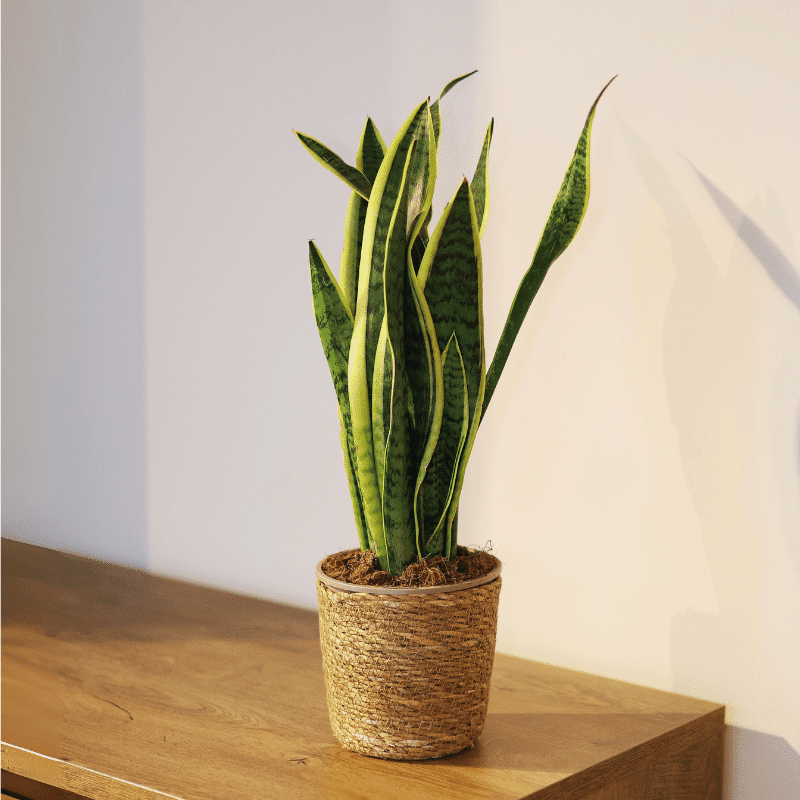 Sansevieria