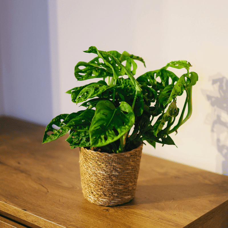 Monstera