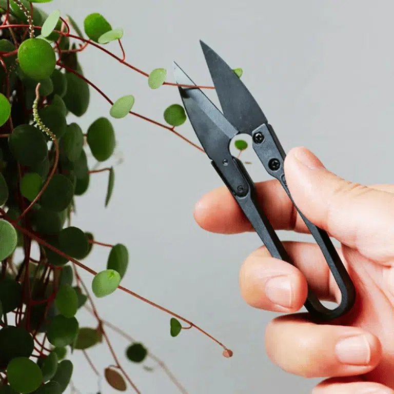 Tijeras de Poda de Bonsái - Imagen 3