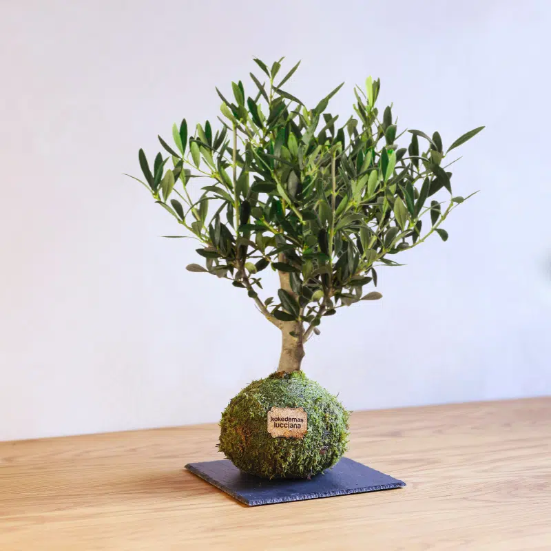 Kokedama Olivo - Imagen 2