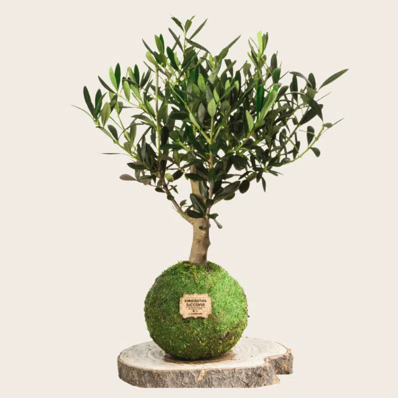Kokedama Olivo