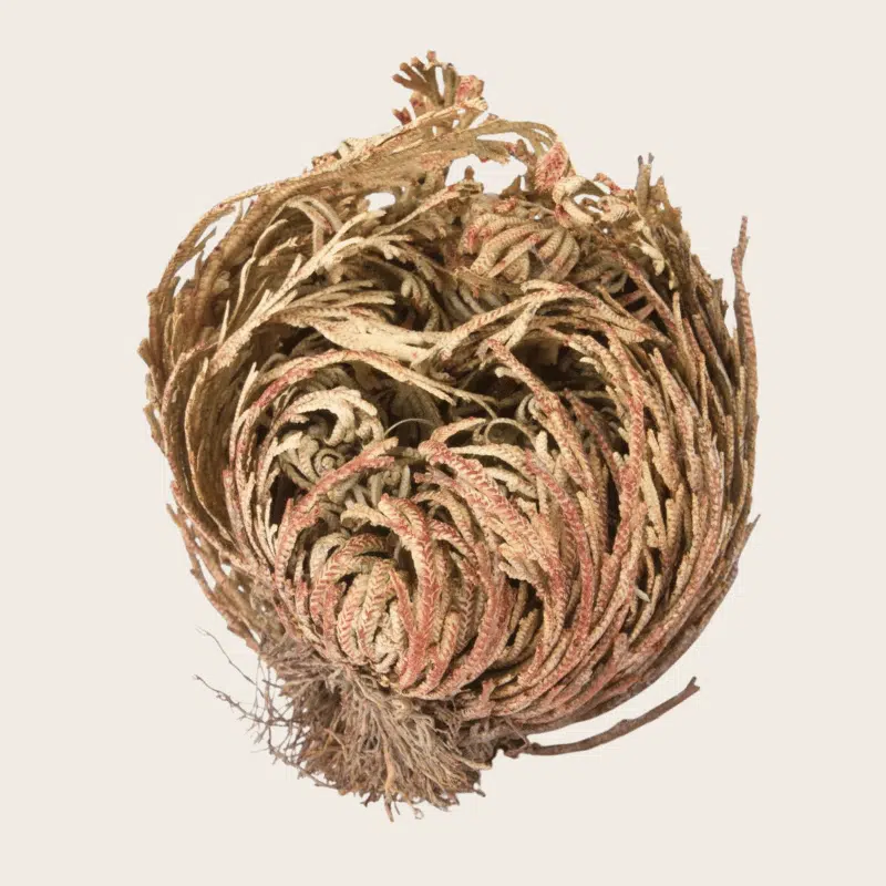Rosa de Jericó - Imagen 2