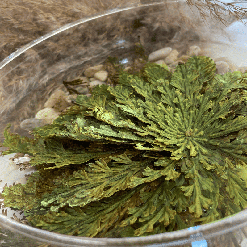 Rosa de Jericó - Imagen 3