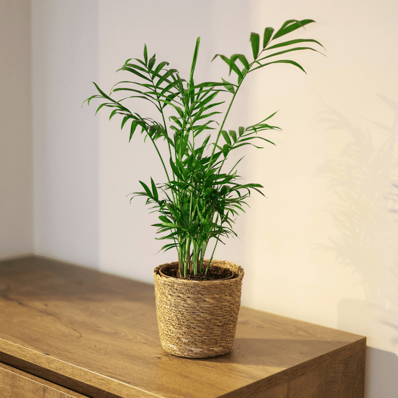 Palmera