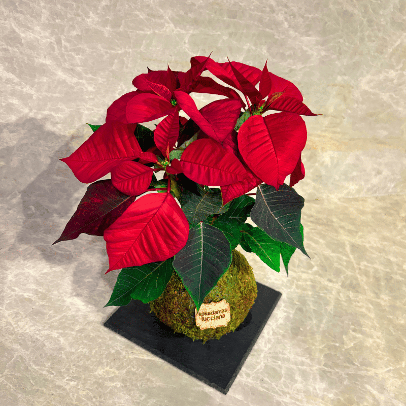 Kokedama Flor de Navidad - Imagen 3