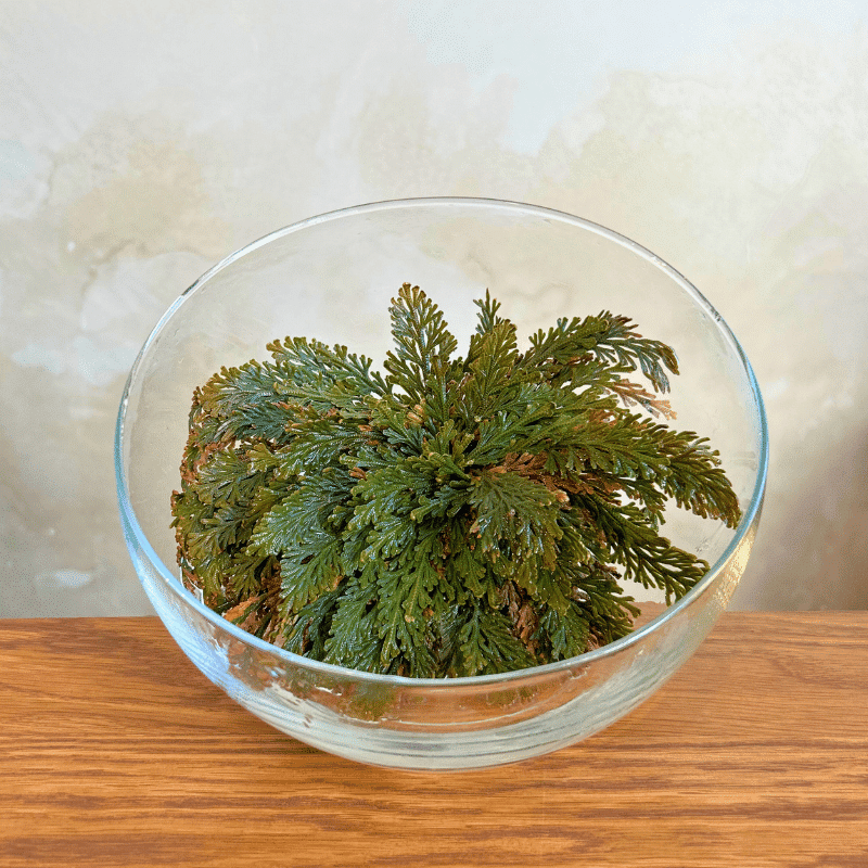 Rosa de Jericó - Imagen 2