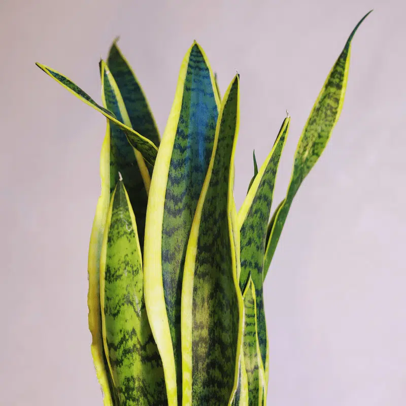 Sansevieria - Imagen 3
