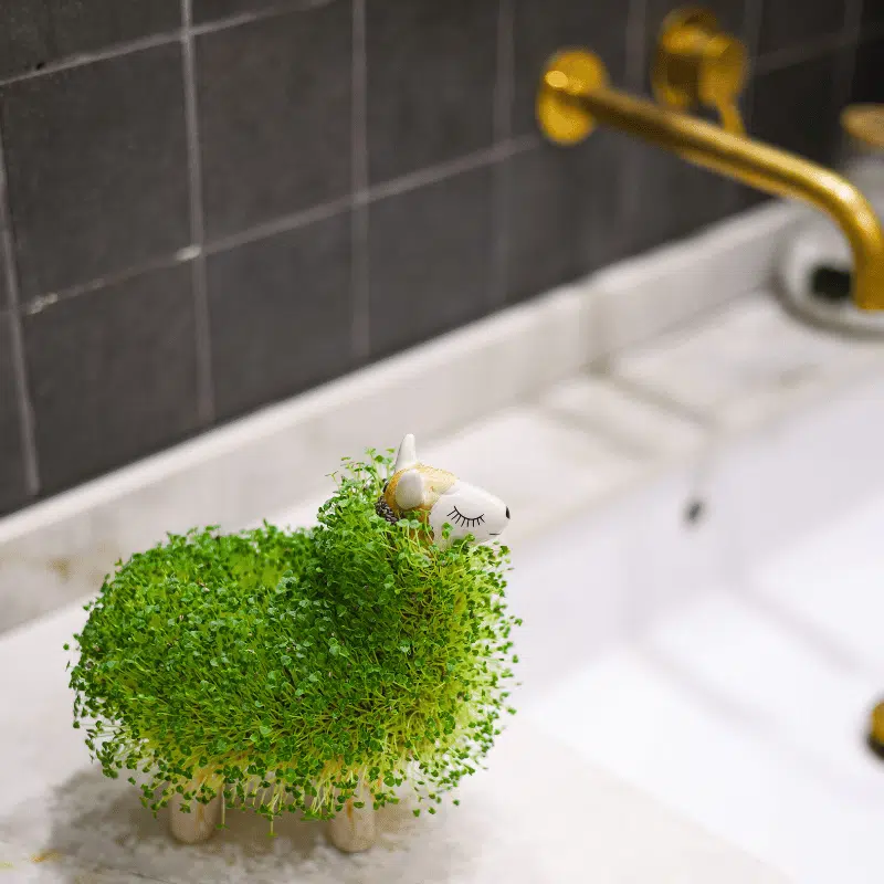 Magic Animal - Imagen 7