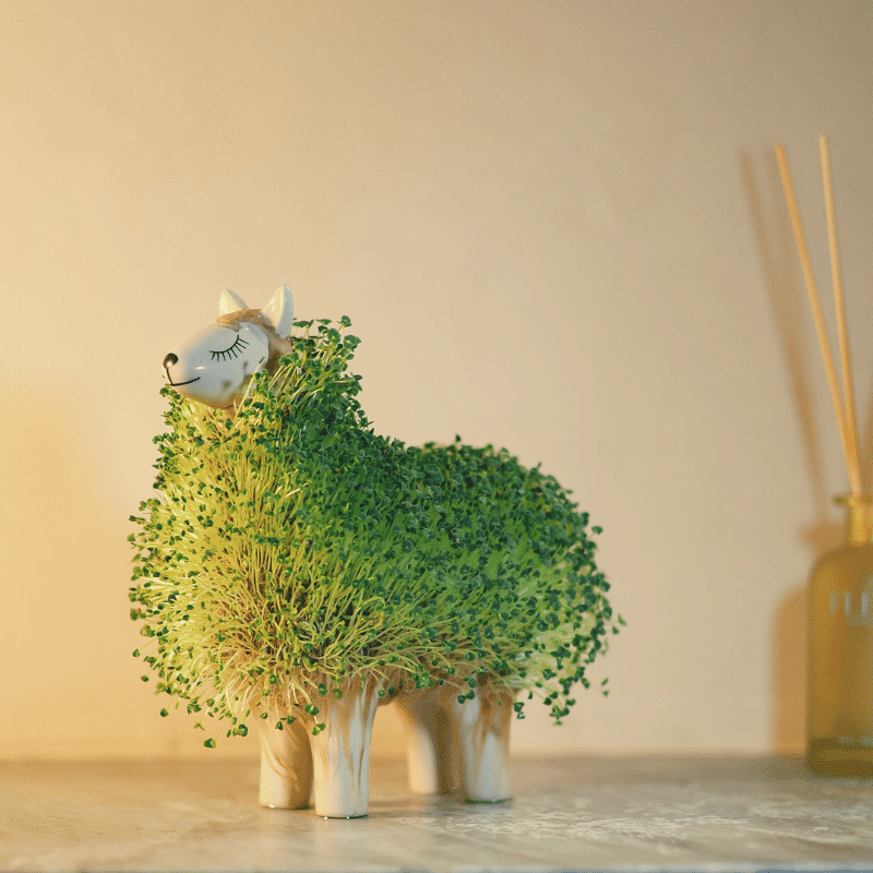 Magic Llama - Imagen 6