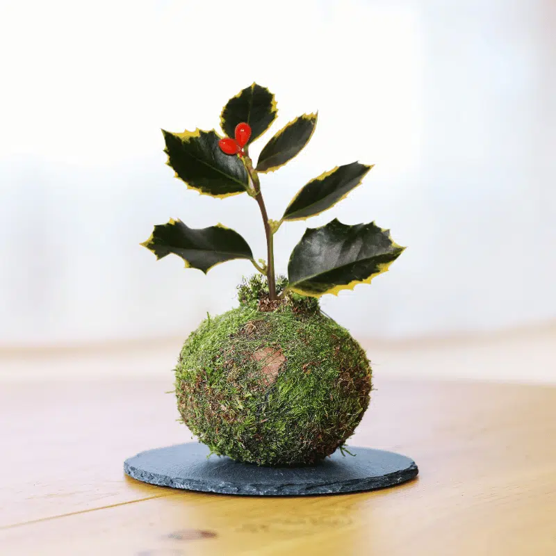 Kokedama Mini de Acebo